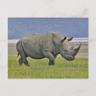 White Rhinoceros and distant Lesser Flamingos, Postcard