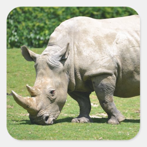White rhinoceros grazing grass square sticker
