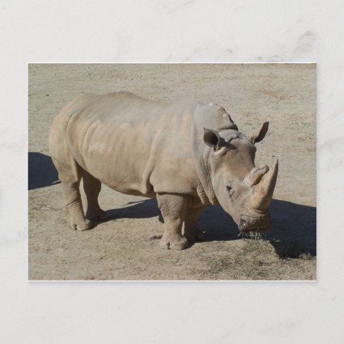 White Rhinoceros Rhino Full Body Postcard