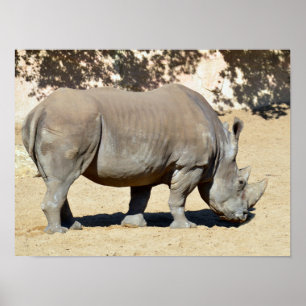 White rhinoceros standing on sand poster