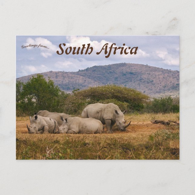 White Rhinos Hluhluwe-iMfolozi Park South Africa Postcard (Front)