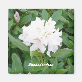 White Rhododendron magnet