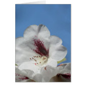 White Rhododendron with Burgundy (Front)