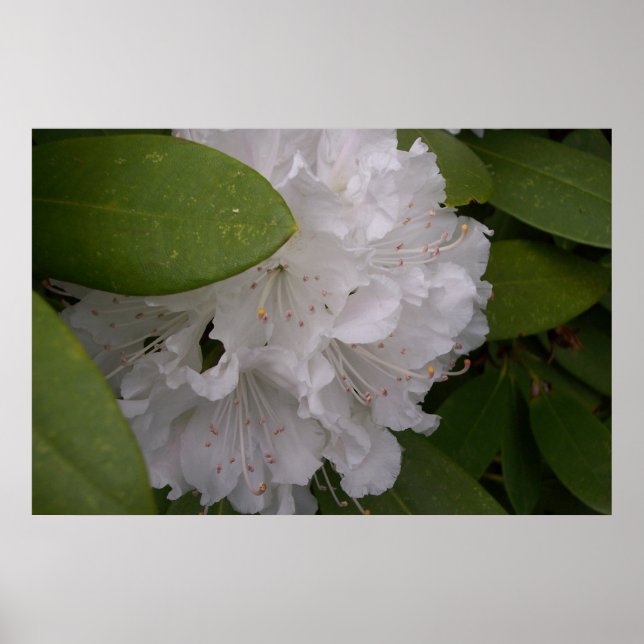 White Rhododendrons Rhododendron Flowers Poster (Front)