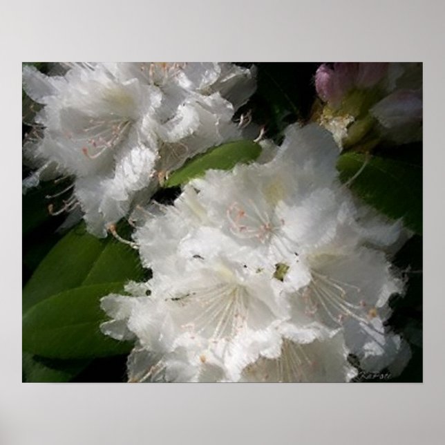 White Rhododendrons Soft Sketch Poster (Front)