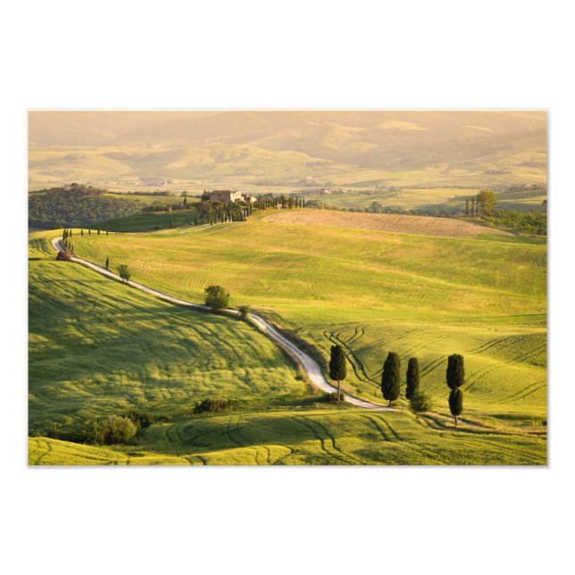 White road in Tuscany landscape photo print (Front)
