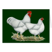 White Rock Chickens (Front Horizontal)