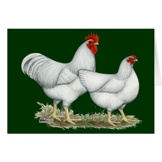 White Rock Chickens (Front Horizontal)