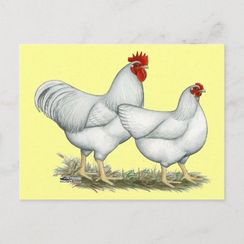 White Rock Chickens Postcard
