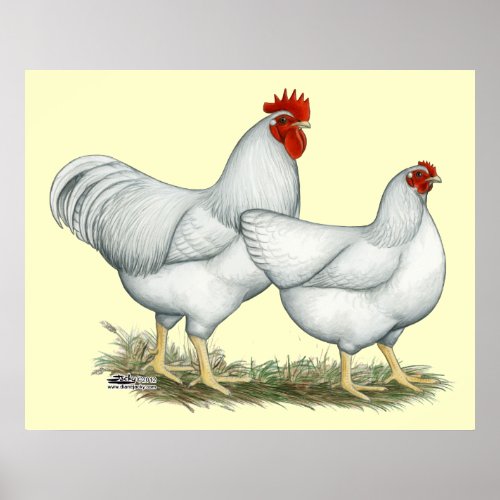 White Rock Chickens Poster