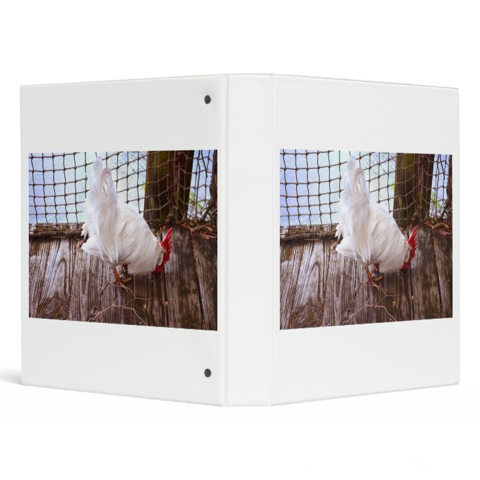 white rooster on dock eating 3 ring binders