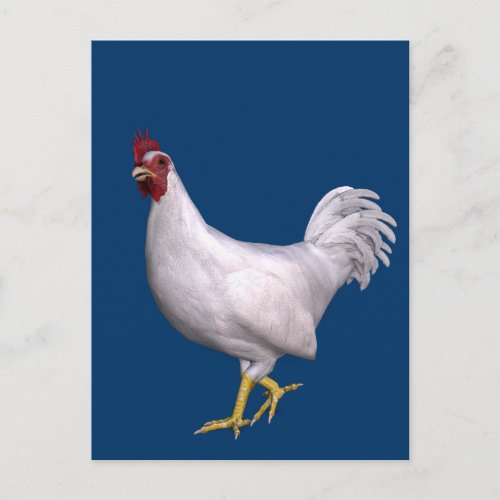 White Rooster Postcard