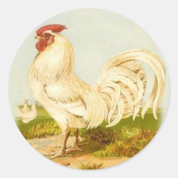 White Rooster Stickers by Vintage_Obsession at Zazzle