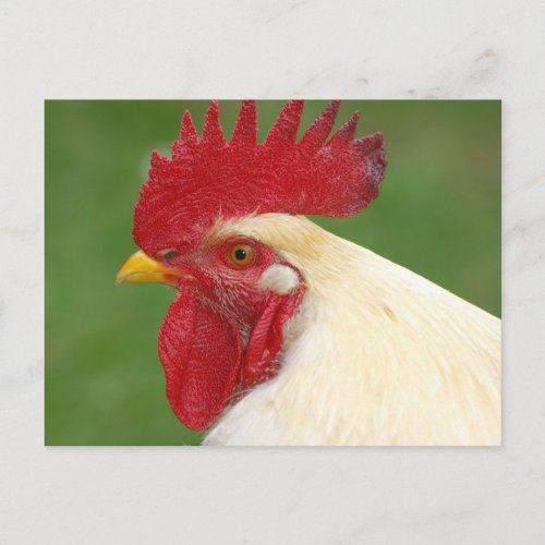 White Rooster with Red Comb Postcard