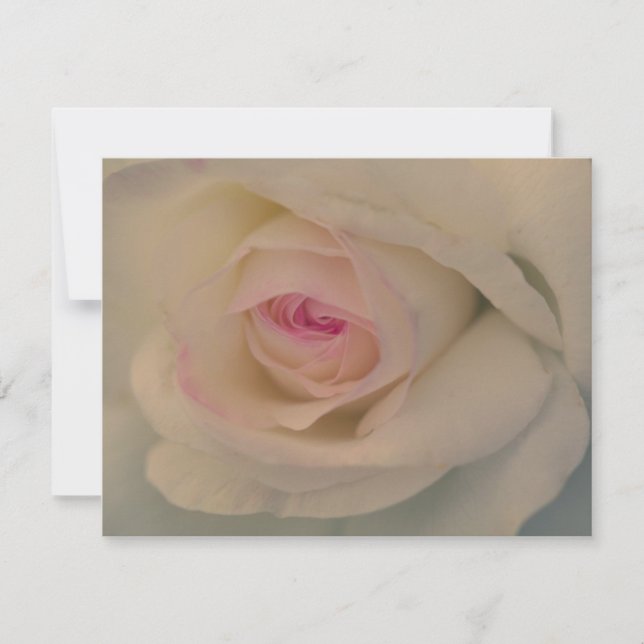 White Rose (Front)