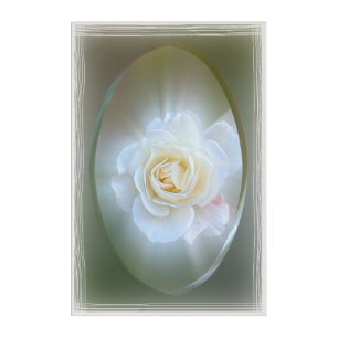 White Rose Acrylic Print