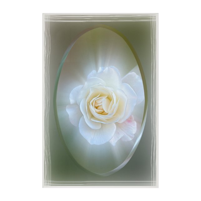 White Rose Acrylic Print (Front)