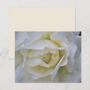 White Rose Art Flower Note Card Set