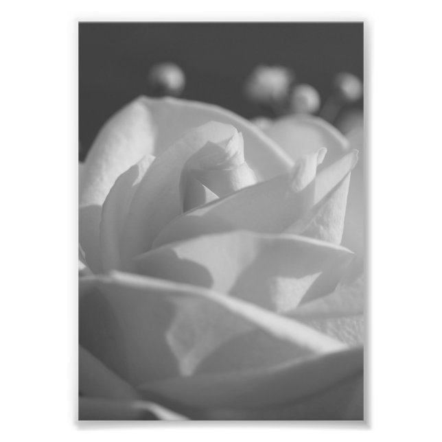 White Rose B&W Flower Photo Print (Front)