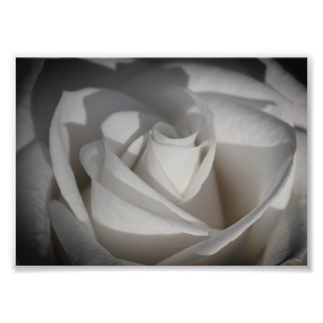 White Rose B&W Flower Photo Print (Front)