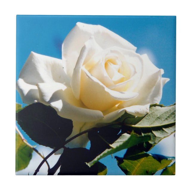 White Rose Beauty    Ceramic Tile (Front)