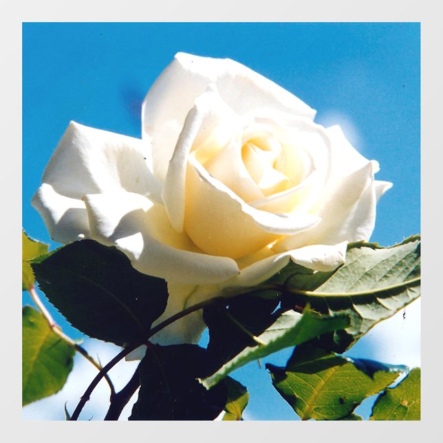 White Rose Beauty  Window Cling (Sheet)