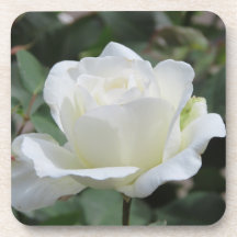 White Rose