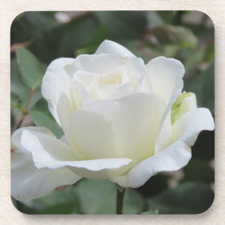 White Rose Beverage Coaster