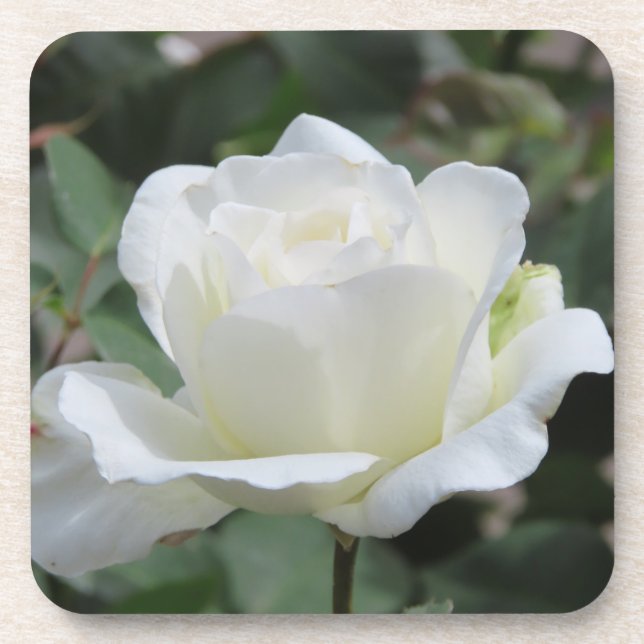 White Rose Beverage Coaster (Front)