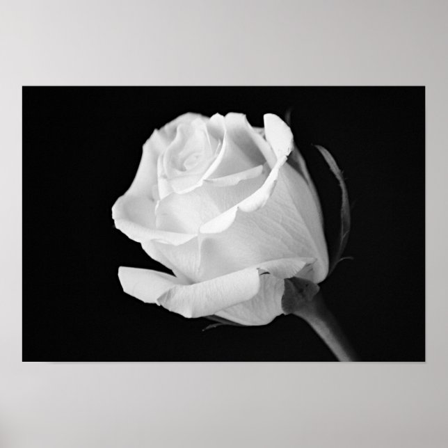 White Rose Black and White Photographic Art Print (Front)