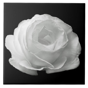 White Rose Black Background Ceramic Tile