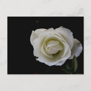 White rose blossom on black background postcard