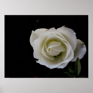 White rose blossom on black background poster