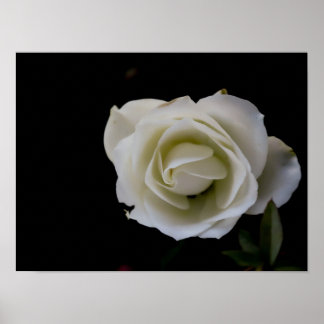 White rose blossom on black background poster