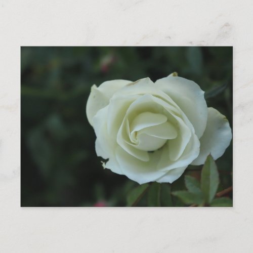 White rose blossom on bright green leaves postcard