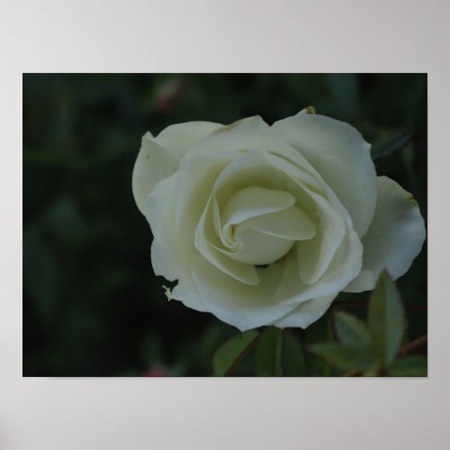 White rose blossom on green leaves background poster