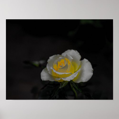 White rose blossom with yellow center on black poster