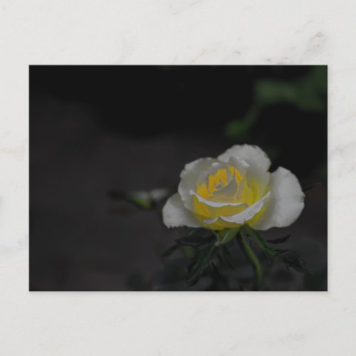 White rose blossom with yellow center on green postcard