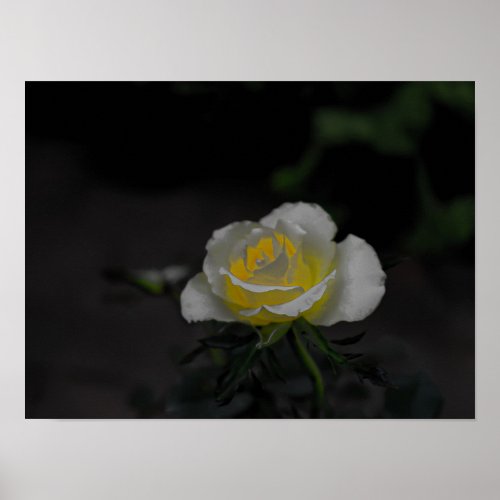 White rose blossom with yellow center on green poster