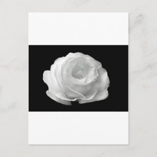 White Rose Blossoms Flowers Garden Peace Love Art Postcard