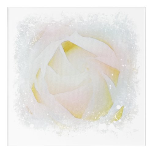  White Rose Blush Pink Floral Abstract AR8 Acrylic Print