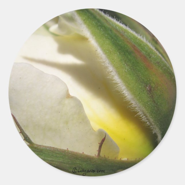 White Rose Bud Wedding Envelope Seal (Front)