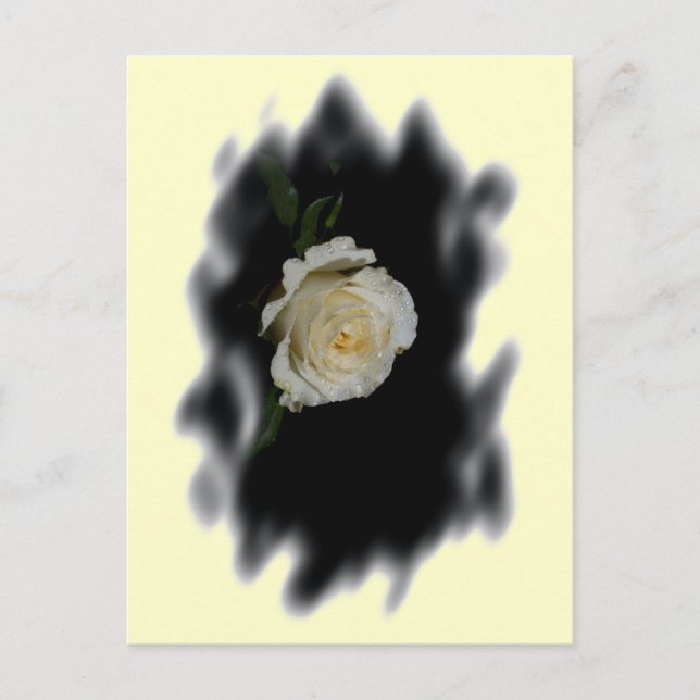 White Rose Burned Edges Postcard (Front)