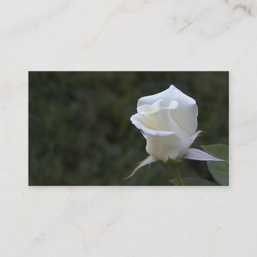 Customizable White rose business or profile card business card templates