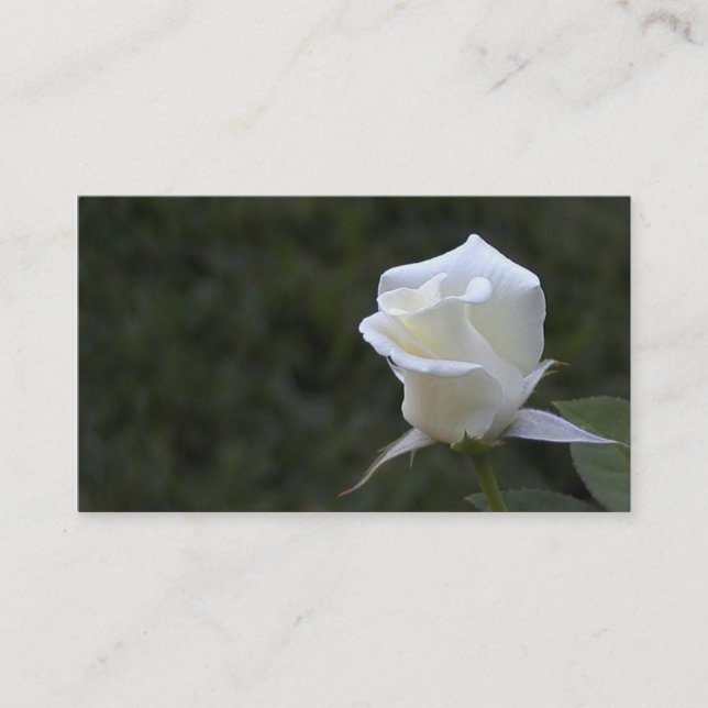 White rose business or profile card (Front)