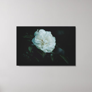 White Rose Canvas Print