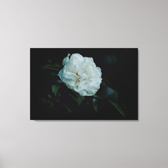 White Rose Canvas Print (Front)