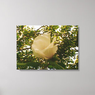 White Rose Canvas Print