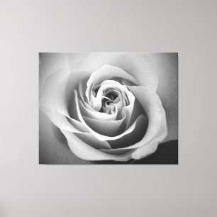 White Rose Canvas Print