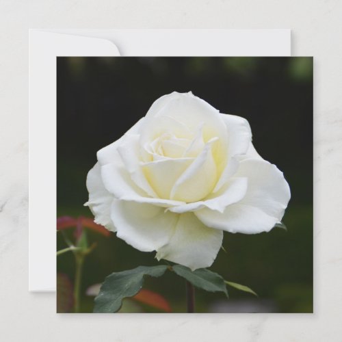 White rose card